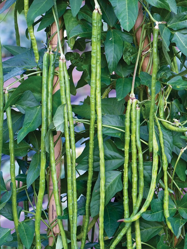 Asparagus Yardlong Green Pole Bean